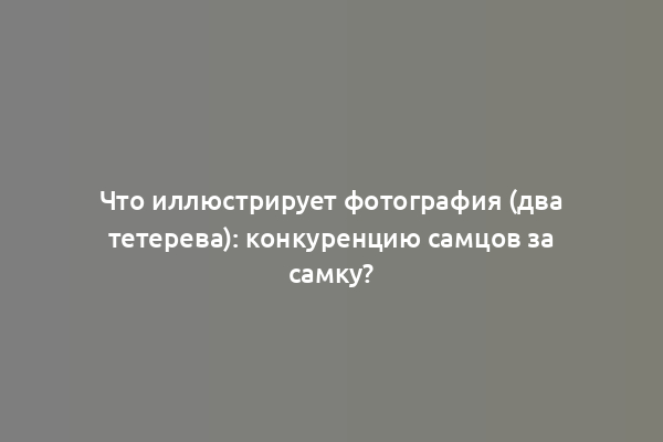 Что иллюстрирует фотография (два тетерева): конкуренцию самцов за самку?