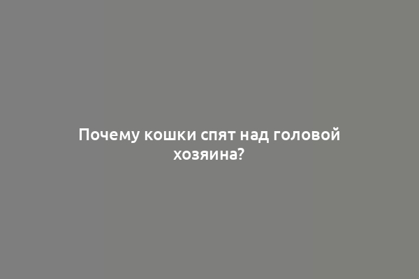 Почему кошки спят над головой хозяина?