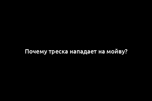 Почему треска нападает на мойву?