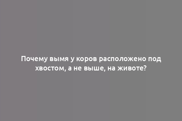 Почему вымя у коров расположено под хвостом, а не выше, на животе?